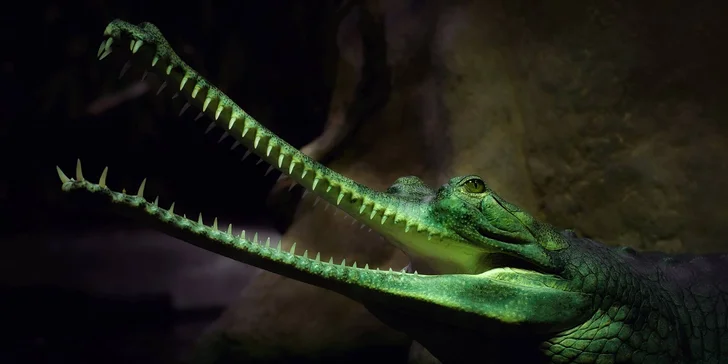 Za den fotografem: fotografické kurzy v pražské zoo, Liberci a Dvoře Králové