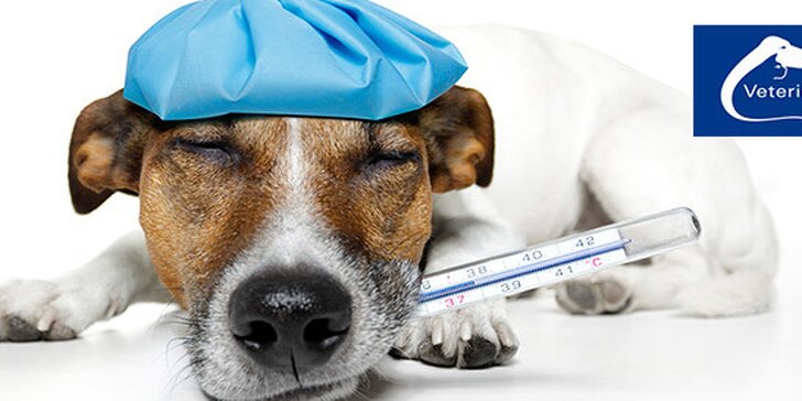 Očkování psů proti vzteklině a infekčním chorobám