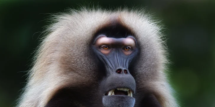 Za den fotografem: fotografické kurzy v pražské zoo nebo centru Prahy