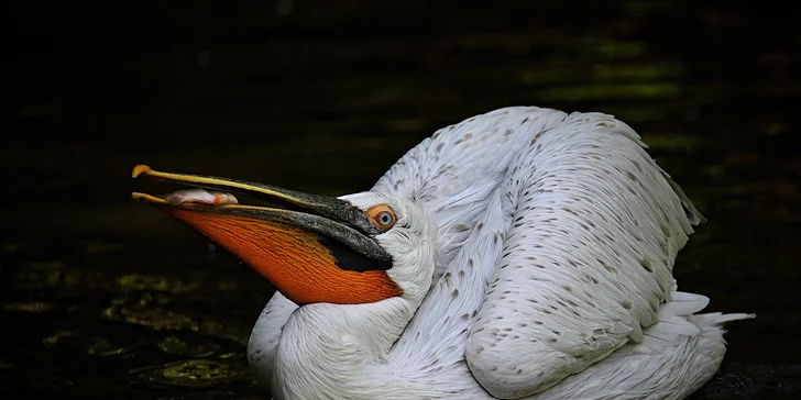 Za den fotografem: fotografické kurzy v pražské zoo nebo centru Prahy