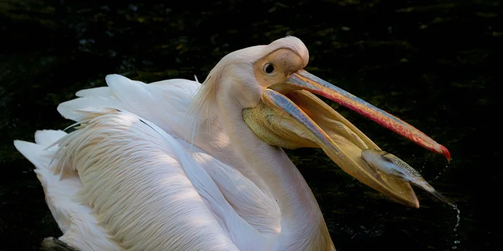 Za den fotografem: fotografické kurzy v pražské zoo nebo centru Prahy