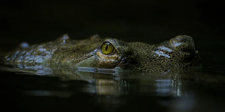 Za den fotografem: fotografické kurzy v zoo Praha, Liberec, Dvůr Králové a Jihlava