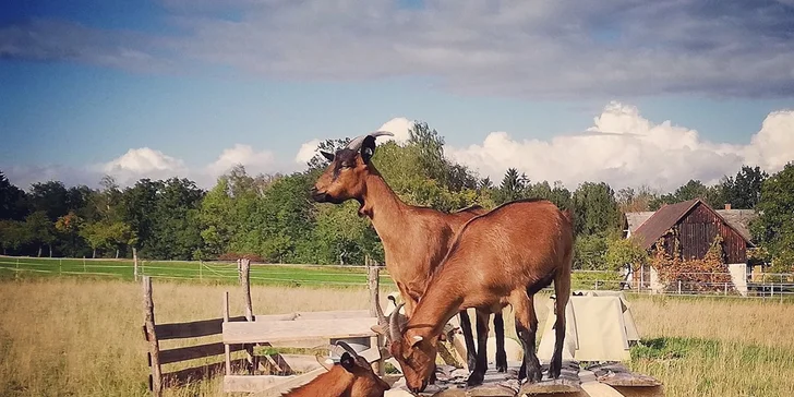 Odpoledne na vesnici: procházka po rodinné farmě včetně občerstvení