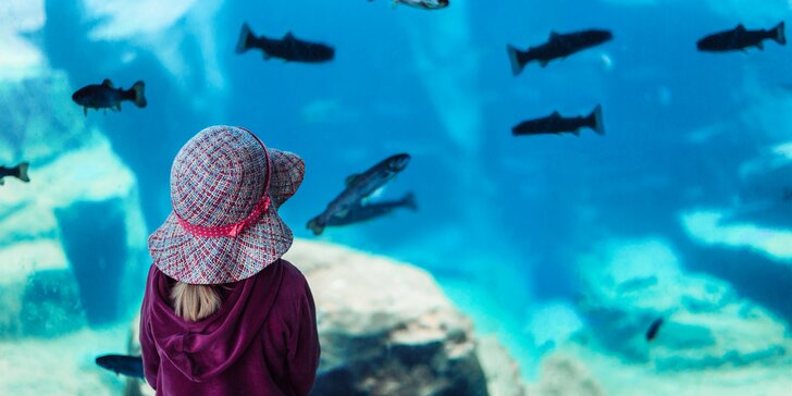 1denní výlet do Vídně za atrakcemi, zábavou a největším rakouským akváriem