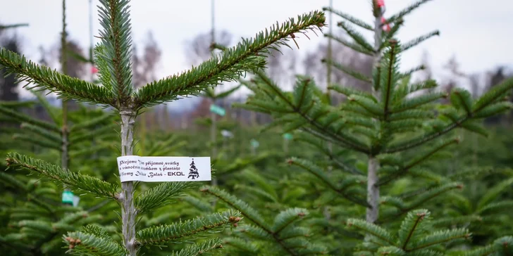 Čerstvé vánoční normandské jedle z plantáže ve 3 jakostech