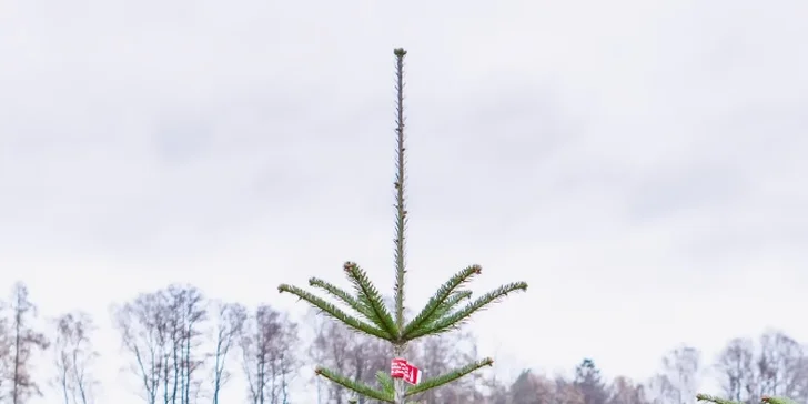 Čerstvé vánoční normandské jedle z plantáže ve 3 jakostech