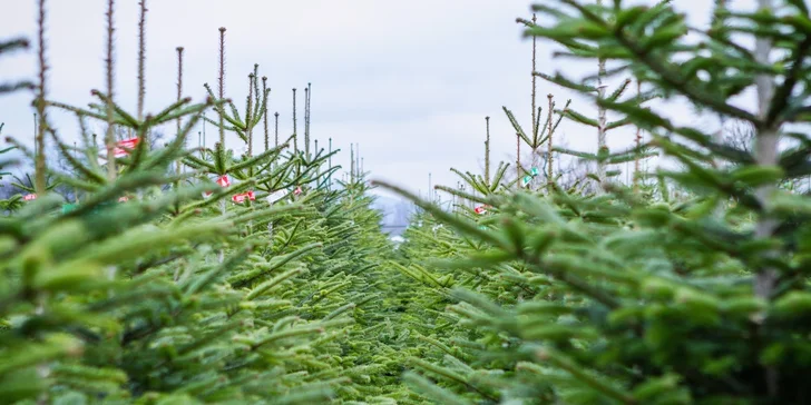 Čerstvé vánoční normandské jedle z plantáže ve 3 jakostech