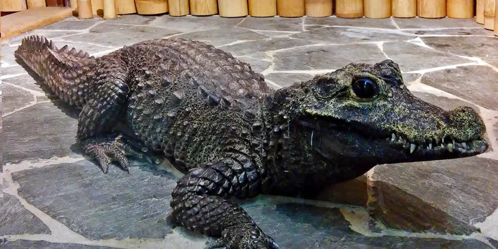 Vstupenka do Krokodýlí Zoo Praha: kajmani, krokodýli i aligátoři