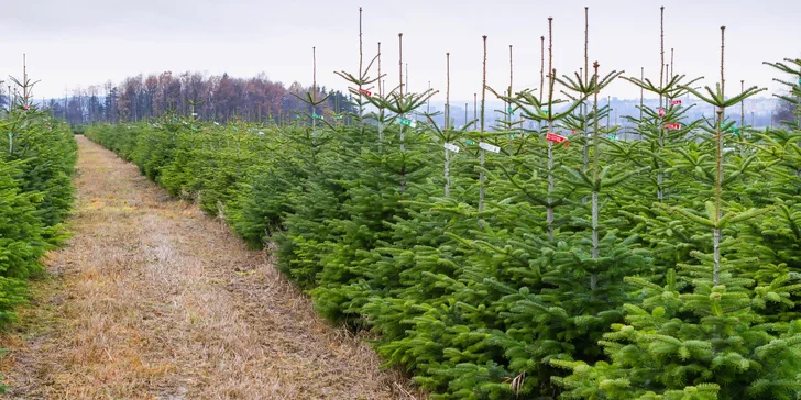 Čerstvé vánoční normandské jedle z plantáže ve 3 jakostech