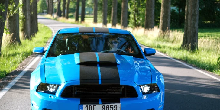 Mustang podle výběru na 1 až 12 hod.: 3.7 Shelby nebo 3.7 Cabrio