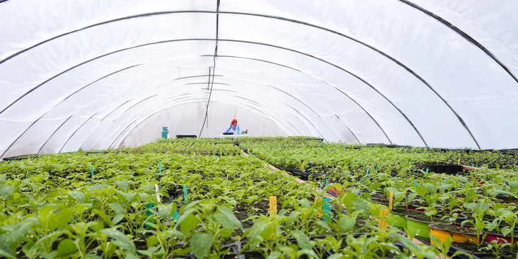 Zaostřeno na chilli: ostré balíčky omáček a šťáv z těch nejpálivějších papriček