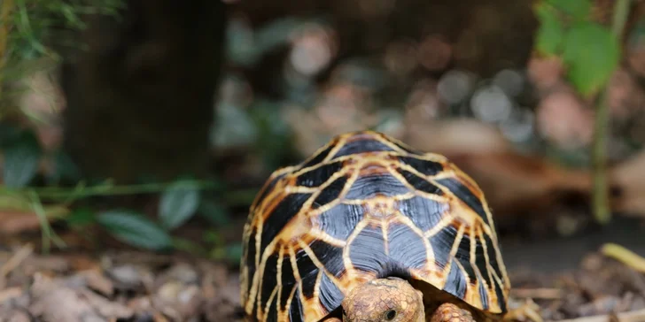 Vstupenka do Krokodýlí Zoo Praha: kajmani, krokodýli i aligátoři