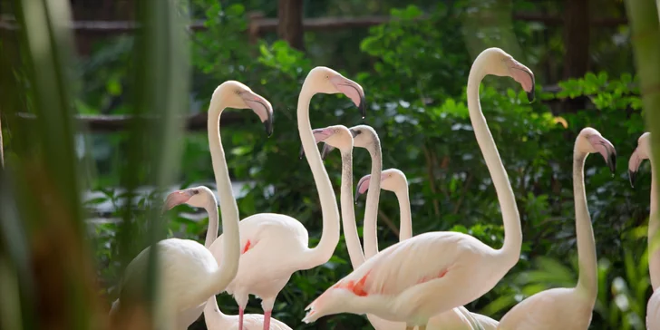 Vodní ráj Tropical Islands: autobusová doprava a vstupenka pro děti i dospělé