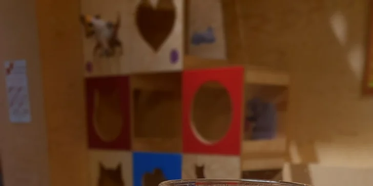 Pomazlení v KočKavárně: nápoj a muffin nebo linecké ve společnosti 9 kočiček