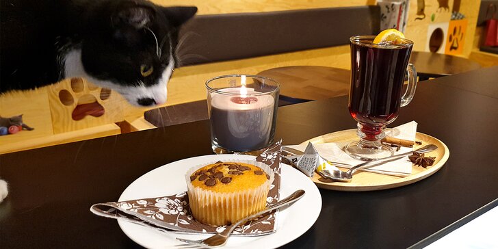 Pomazlení v KočKavárně: nápoj a muffin nebo linecké ve společnosti 9 kočiček
