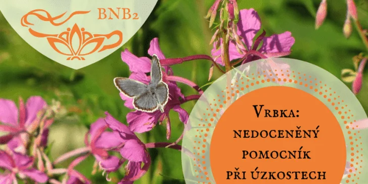 Bylinky našich babiček: online vzdělávací program plný rad a tipů