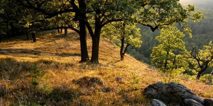 Až 4 dny na Znojemsku pro dva. Na burčák a vinobraní!