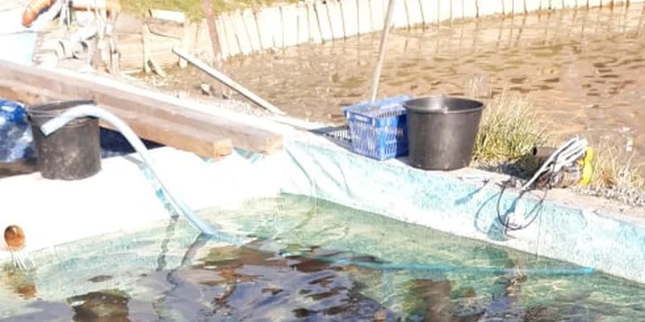 Vánoční prodej kaprů: hmotnost 2-2,5 kg, vykuchaný i stažený z kůže
