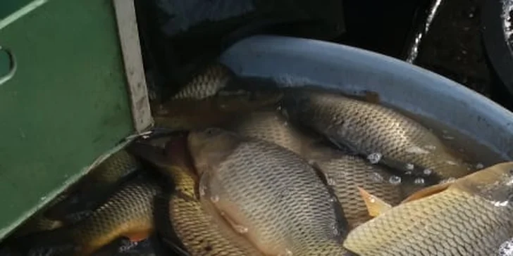 Vánoční prodej kaprů: hmotnost 2-2,5 kg, vykuchaný i stažený z kůže