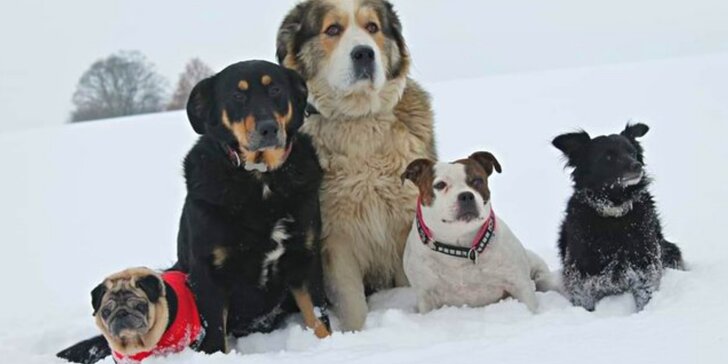 Pomozte útulkům, aby měla zvířátka krásné Vánoce: příspěvek na krmivo, stelivo i léky