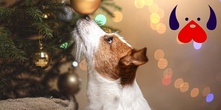 Přispějte útulkům, aby měla zvířátka krásné Vánoce: na krmivo, stelivo i léky