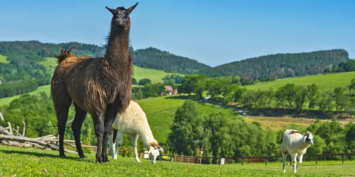 Celodenní vstupenky do Farmaparku pro dítě či dospělého nebo pro celou rodinu