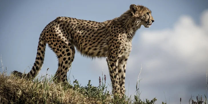 S fotoaparátem do zoo: 2denní kurz focení s Martinem Valentem
