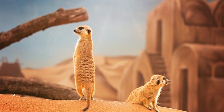 Cesta kolem světa za jeden den: vstup do Zoo Plasy pro malé i velké