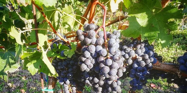 Pobyt se snídaněmi či polopenzí v moderním penzionu na Pálavě: pohoda mezi vinohrady, třeba i s vínem a vířivkou