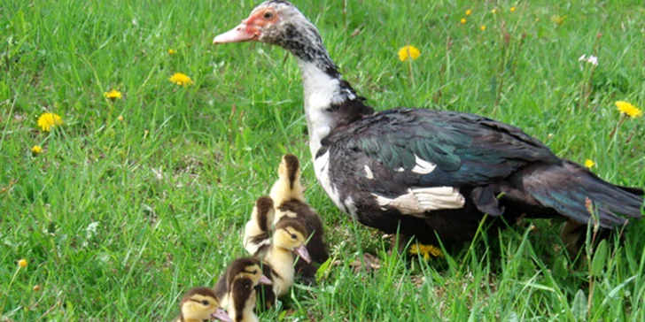 Pobyt na farmě se zvířaty na Broumovsku: polopenze z domácích surovin