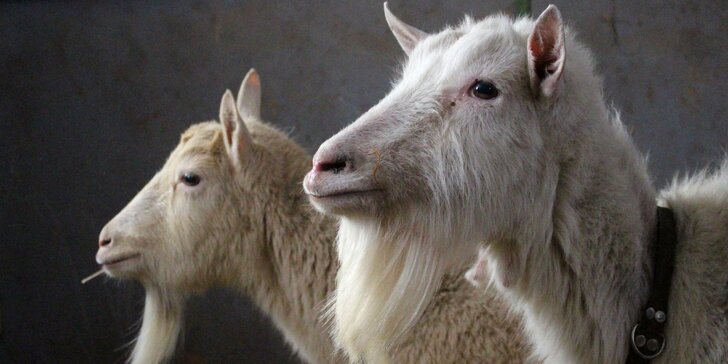 Pobyt na farmě se zvířaty na Broumovsku: polopenze z domácích surovin