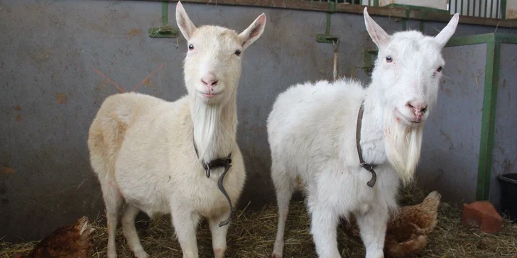 Pobyt na farmě se zvířaty na Broumovsku: polopenze z domácích surovin