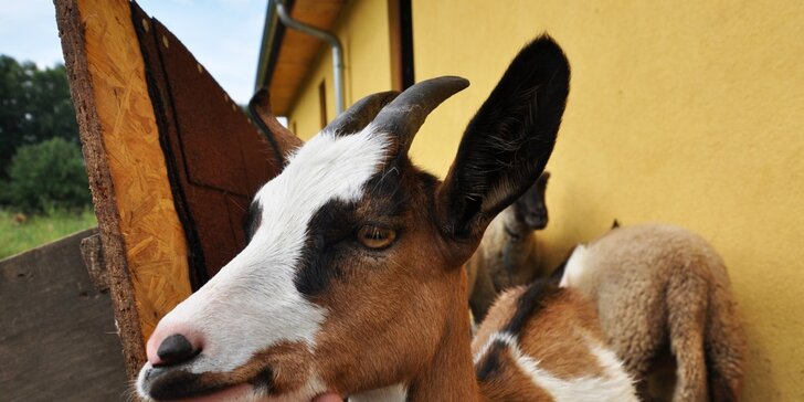 Za zvířátky na farmu Ztracenka: pobyt se snídaní a možnost zkusit si práci na statku