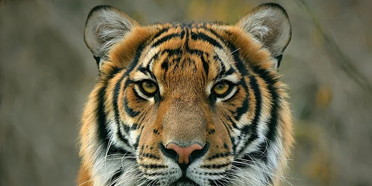 Za den fotografem: fotografické kurzy v pražské zoo, Liberci a Dvoře Králové