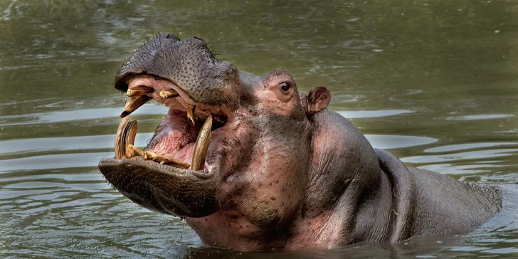 Za den fotografem: fotografické kurzy v pražské zoo, Liberci a Dvoře Králové