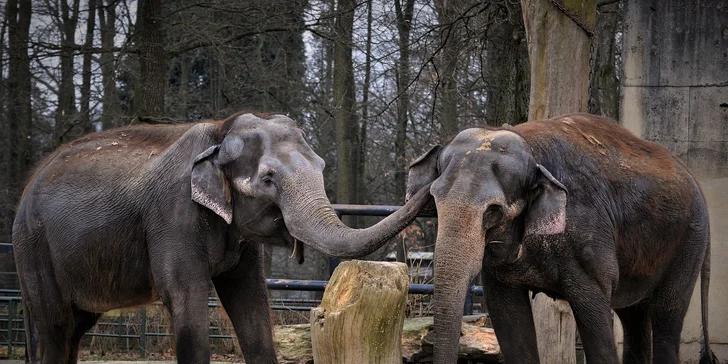 Za den fotografem: fotografické kurzy v pražské zoo, Liberci a Dvoře Králové