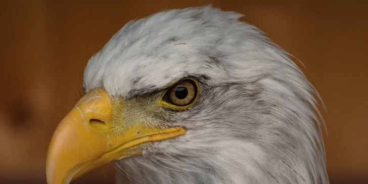 Za den fotografem: fotografické kurzy v pražské zoo, Liberci a Dvoře Králové