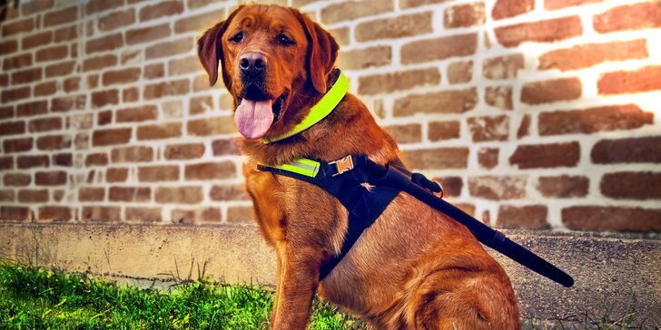 Pomozte zlepšit život nevidomých: příspěvek na výchovu a výcvik vodicích psů