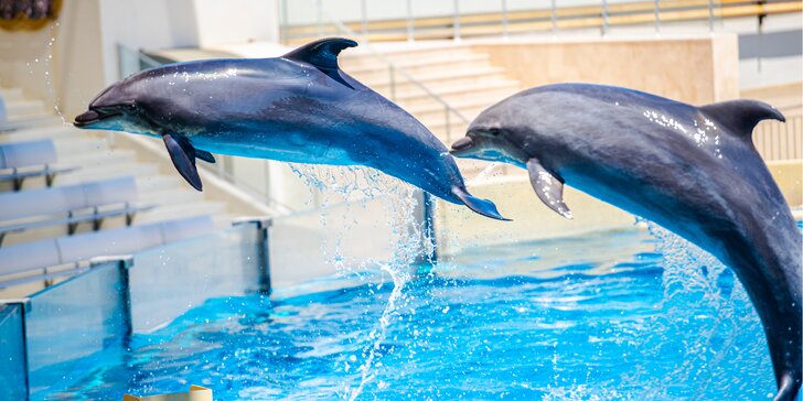Super výlet pro rodiny s dětmi: zoo s delfináriem v Norimberku, možnost prohlídky města