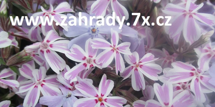 Okolí domu jako ze žurnálu: vizualizace zahrady od zkušených architektů