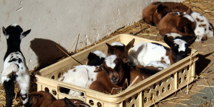 Odpoledne na kozí rodinné farmě: vyzkoušíte práci se zvířaty i výrobu sýrů