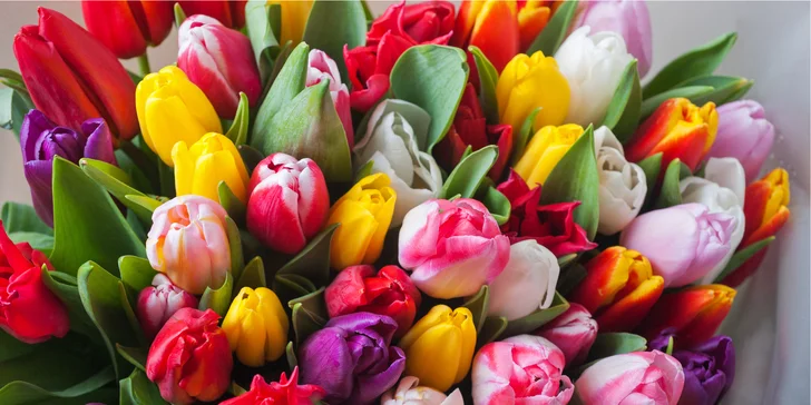 Kytice tulipánů k MDŽ, narozeninám či jen tak pro radost