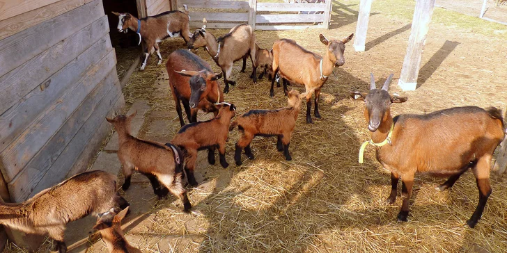 Vyrobte si vlastní sýr na rodinné kozí farmě