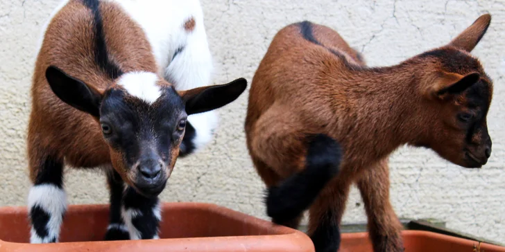 Vyrobte si vlastní sýr na rodinné kozí farmě