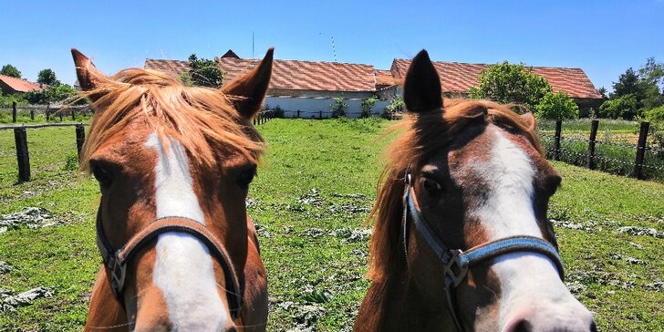 Návštěva ranče nedaleko Prahy: jízda na koni i krmení zvířátek