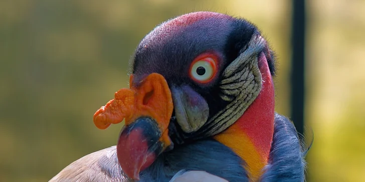 Za den fotografem: fotografické kurzy v pražské zoo, Liberci a Dvoře Králové