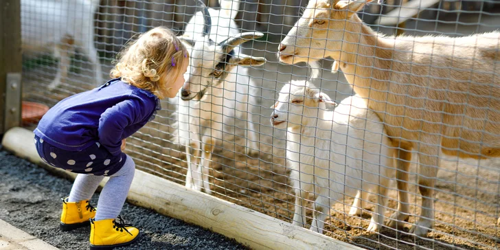 Za koupáním, zvířátky i poznáním: jednodenní výlet do zooparku Berousek a na Máchovo jezero