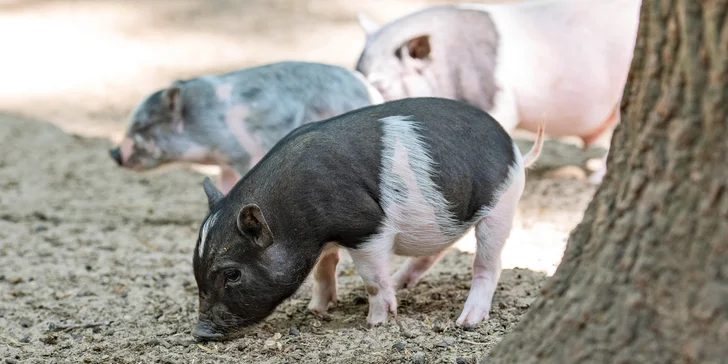 Za koupáním, zvířátky i poznáním: jednodenní výlet do zooparku Berousek a na Máchovo jezero