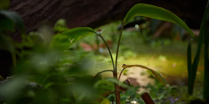 Botanická zahrada Teplice: vstupenky pro 1 i pro rodinu