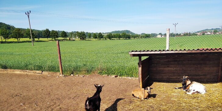 S rodinou na farmu: lamy, klokani a další zvířátka, projížďka na ponících i opékání buřtů